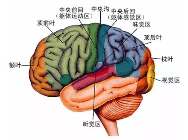 經(jīng)顱磁刺激治療你知道多少？